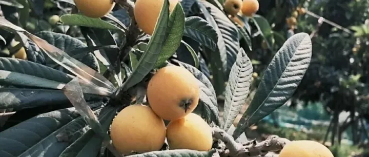 关于枇杷的消费提示