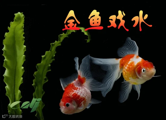 金鱼.gif