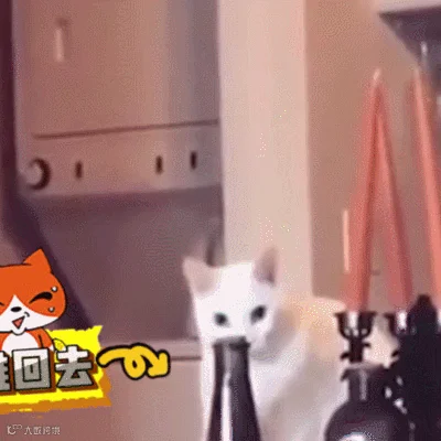 汪星人
