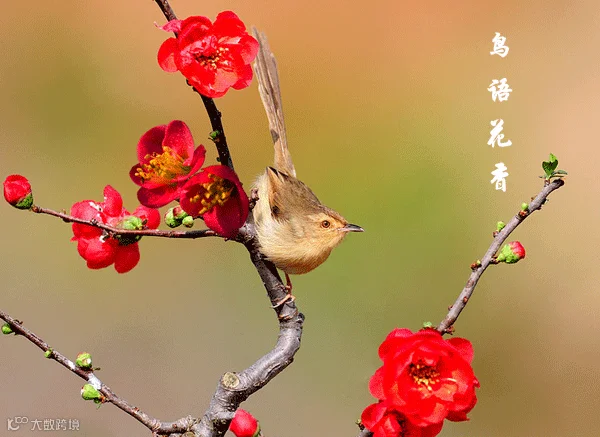 鸟3.gif
