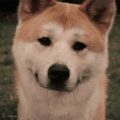 7b708c8c91c85922afd693198be8faff_t01fccc9666291ffbd3.gif