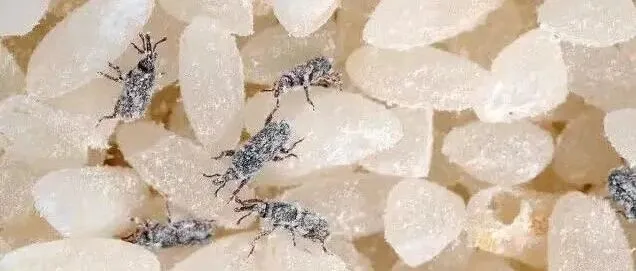 巨大小课堂，开课啦 ▏大米里莫名冒小黑虫？
