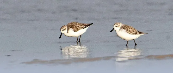 How a Rare Bird Stopped a Highway Project in South China