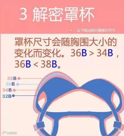 解密罩杯尺寸