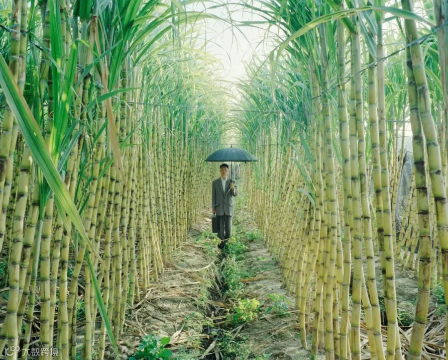 Chen Liang poses as his father in a sugarcane field, Donghai Island, Guangdong province, 2022. Courtesy of Chen Liang