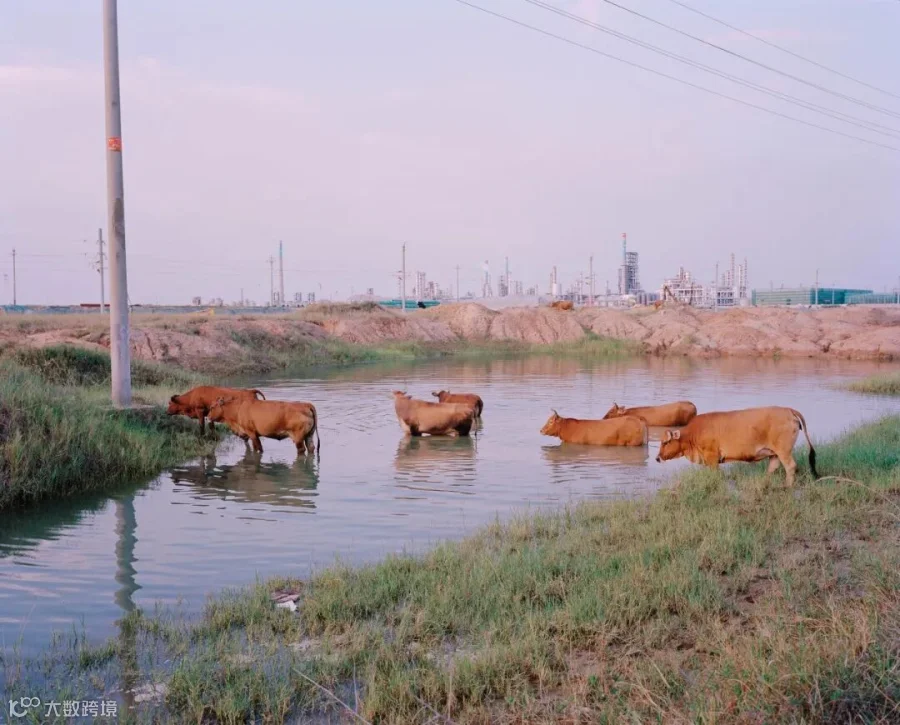 A cattle herd returns home at dusk on Donghai Island, Guangdong province, 2021. Courtesy of Chen Liang