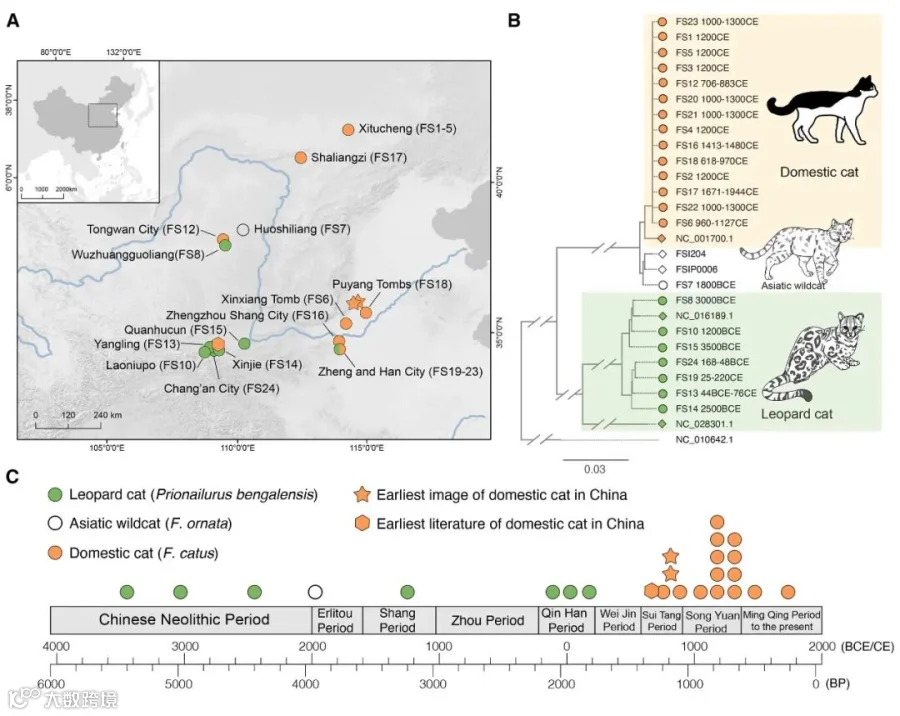 Historical geographic distribution of different small felid species in ancient China. From the paper by Luo’s team in Cell Genomics, January 2026.