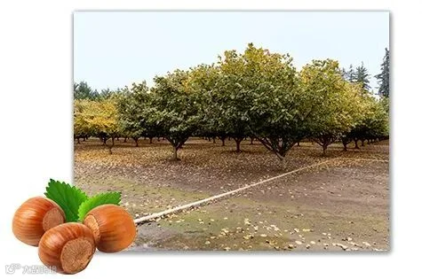 该图片无替代文字