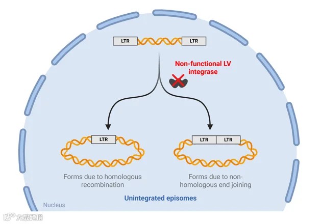 A cartoon depiction of a lentiviral genome forming an episome in the presence of non-functional LV integrase. The linear lentiviral genome has a long terminal repeat (LTR) on each end. A split arrow shows two paths for circular episome formation. Homologous recombination within the LTRs results in a single LTR in the circular episome. Non-homologous end joining results in two adjacent LTRs in the circular episome.