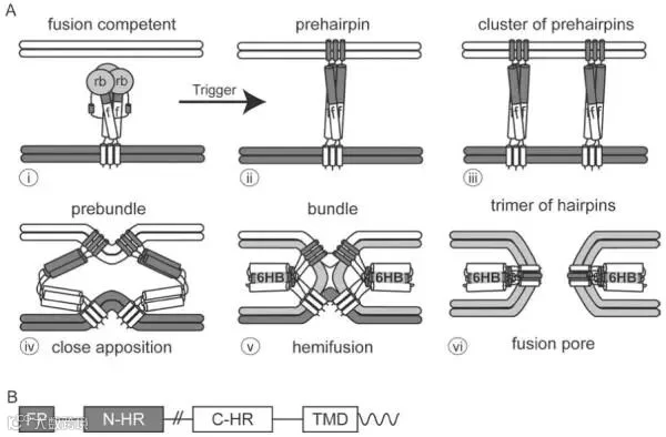 nihms-95502-f0001.jpg (600×394)