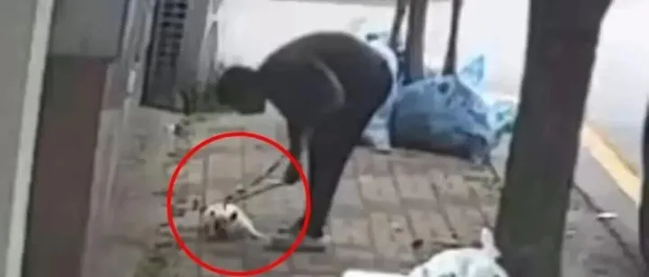 나뭇가지로 때리더니 강제로 목줄 잡아 끌고가... 반려견 학대 영상에 '분노'