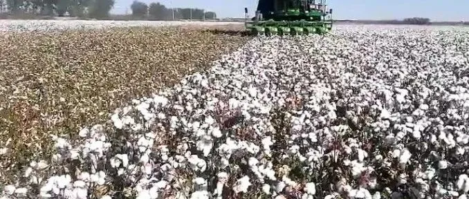 外电：印度暂停棉花进口关税 全球供需进一步收紧
