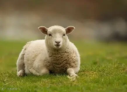 Shetland羊羔毛经典纱线