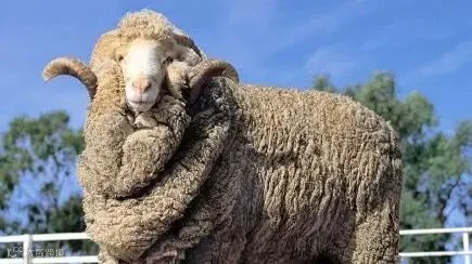 超细美丽诺羊羔毛纱线