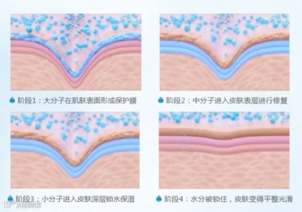大中小分子.png