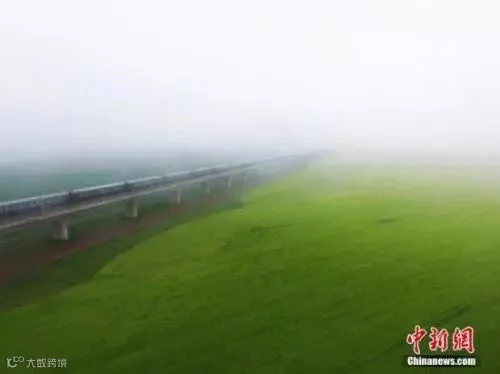 资料图:动车组穿越雨雾中的油菜花海宛若穿越时空。 杨艳敏 摄