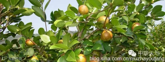 茶油时代之七:缺油比缺粮还严重