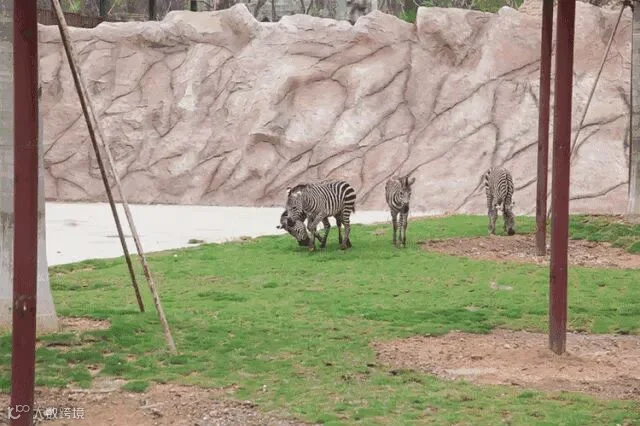 2.gif