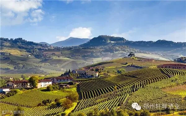 Barolo vineyard scene 2.jpg