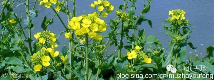 茶油时代之七:缺油比缺粮还严重