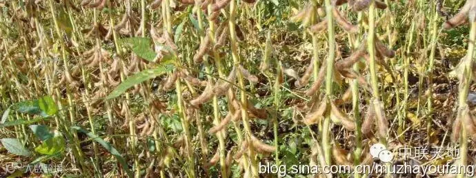 茶油时代之七:缺油比缺粮还严重