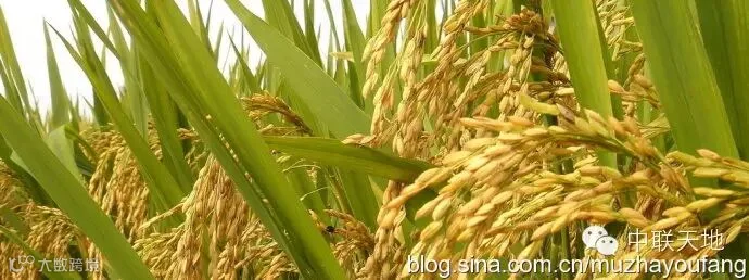 茶油时代之七:缺油比缺粮还严重