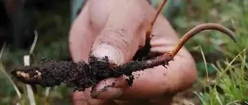 青海突然传出关键变化！全世界都始料未及，玉树居然把概念正式推进成了量产商品？