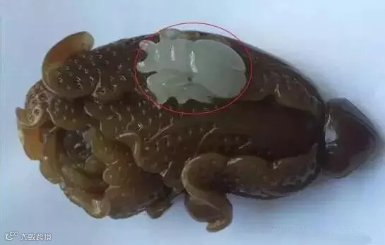 白玉-糖玉.jpg
