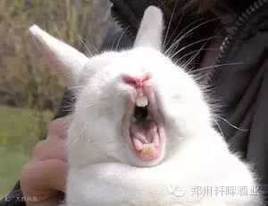 Funny-Bunny2.jpg