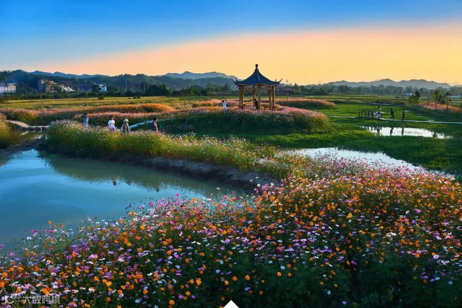 8.在位于中国历史文化名村、中国传统古村落——福建长汀三洲,大片的格桑花在微风细雨中盛开,生机盎然,一簇簇花朵竞相绽放,蔚为壮观。成片的格桑花映衬着传统古村落,更是透露出一幅浓浓的乡村振兴美好画卷。图为长汀县三洲镇古村落外围。(张亮珍 摄).jpg