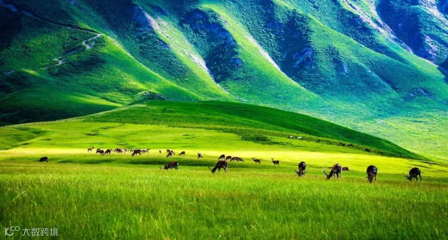 image-03-祁连山生态草甸远眺