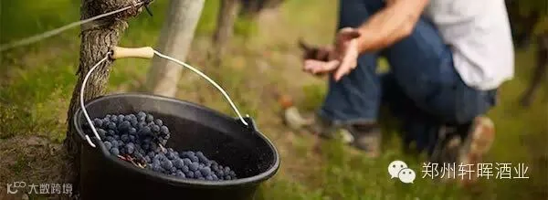 harvest-grapes-Chateau-Chauvin-Bordeaux-10005077.jpg
