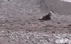 untitled(2).gif