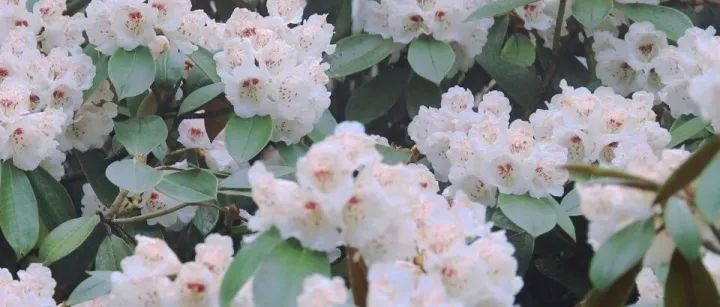 轿子雪山：花是白的，山是绿的，风是凉的，门票是免的！