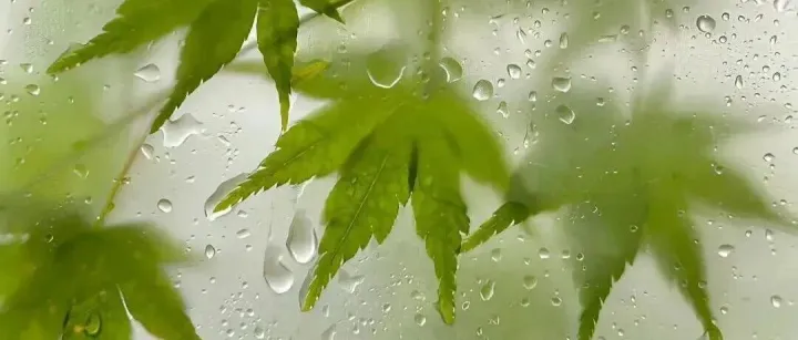 越城最近冷飕飕？别急，30℃马上到！