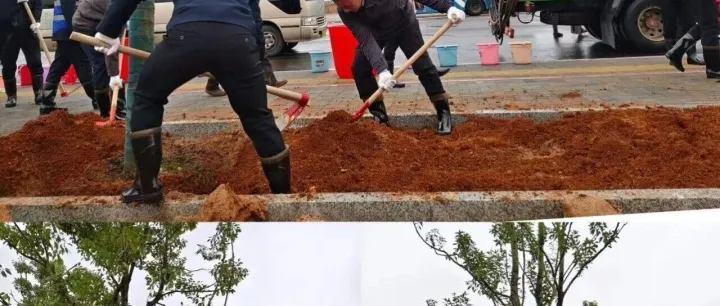 深入践行绿色发展理念 携手共建美丽绿色园区 —— 娄开园林高效保障经开区义务植树活动