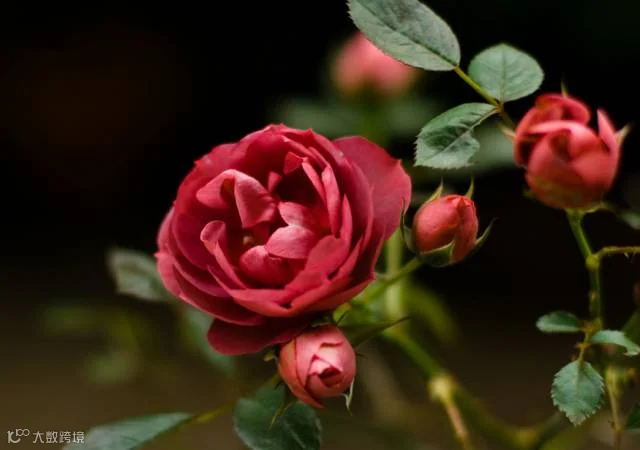 http://7xo6kd.com1.z0.glb.clouddn.com/upload-ueditor-image-20170704-1499152816229020309.png