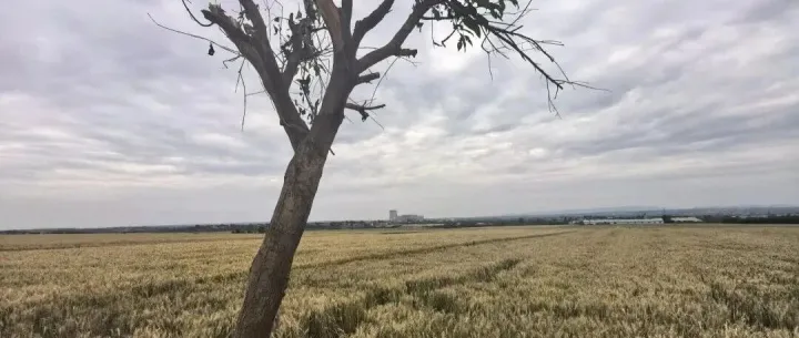 游客打卡西安一村“孤独树”多次踩踏麦田，村民一气之下砍断树冠，村委会：不追责，庄稼更重要