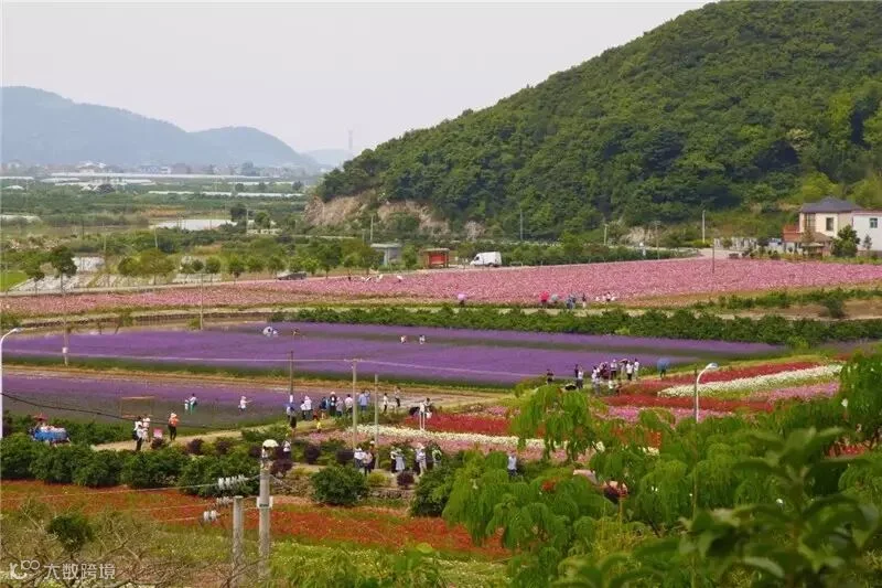 替换花海全景图.jpg