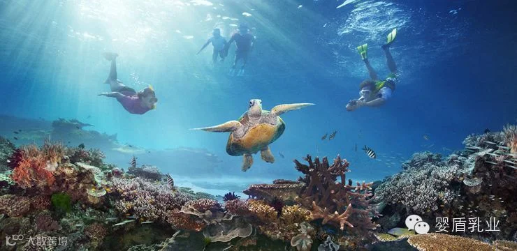 海洋动物