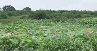 微信图片_20190704230207.gif