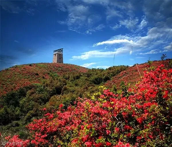 映山红 项绍雄 圣井山.jpg
