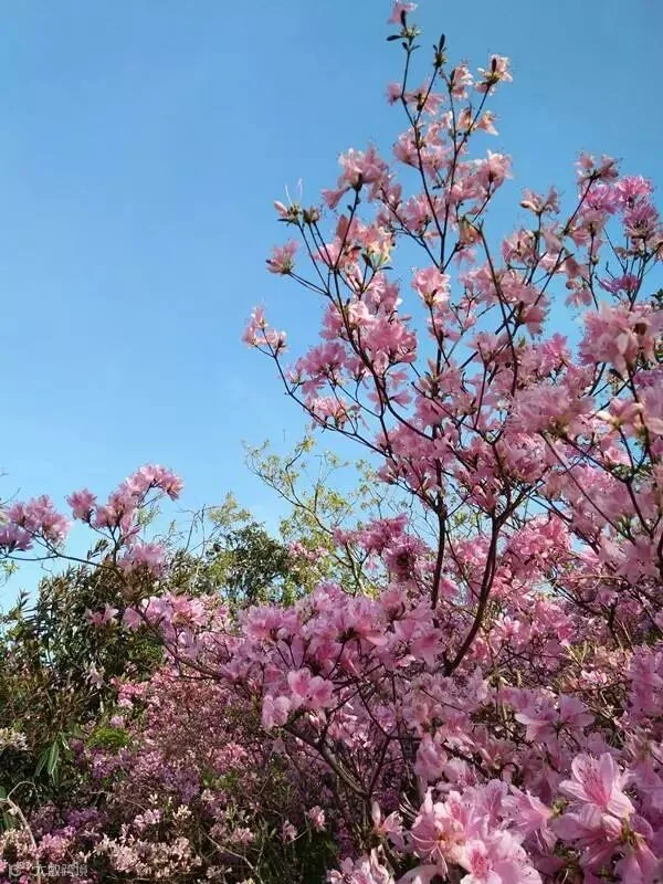 微信图片_20180409093602_副本.jpg