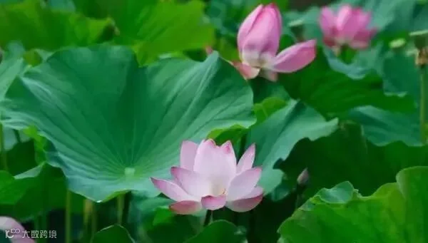 今日入伏