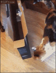 4.gif
