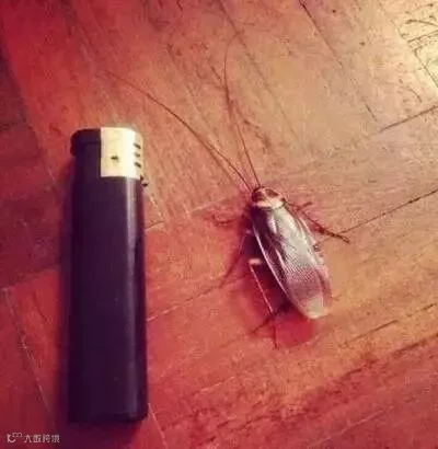 一场买菜引发的“南北差异”大讨论,看完笑岔气!