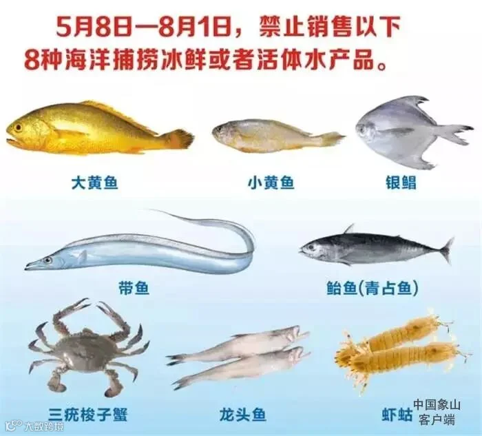 5月8日起8种鲜活海捕海鲜禁售.jpg