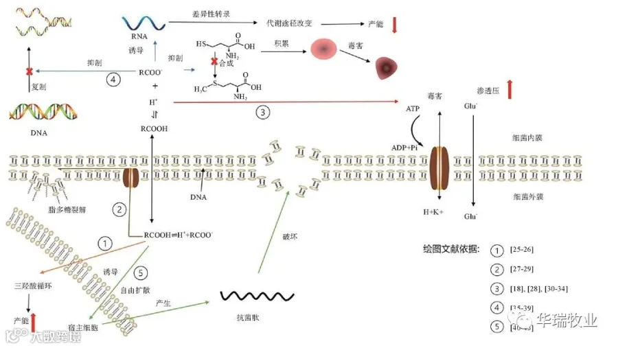 酸化剂杀菌原理.jpg