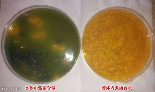 水体弧菌检测.png