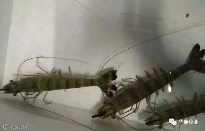 斑节对虾.jpg